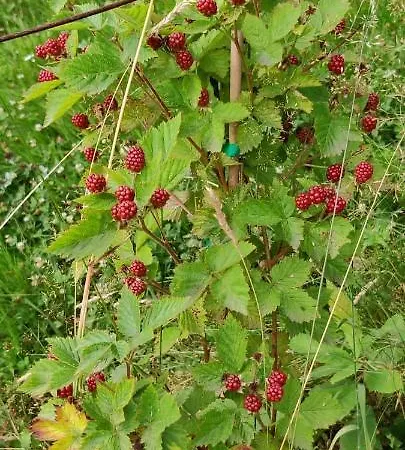 Locanda Il Pomo D'oro Kro Torre Pellice