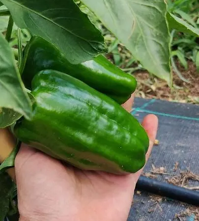 Mini-hôtel Locanda Il Pomo D'oro *