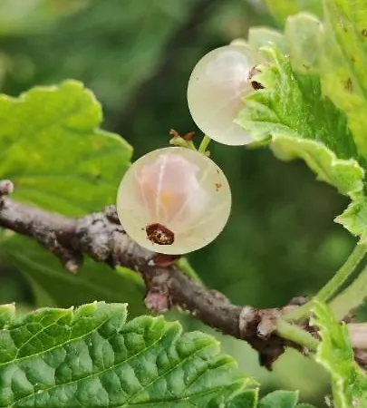 Locanda Il Pomo D'oro Torre Pellice