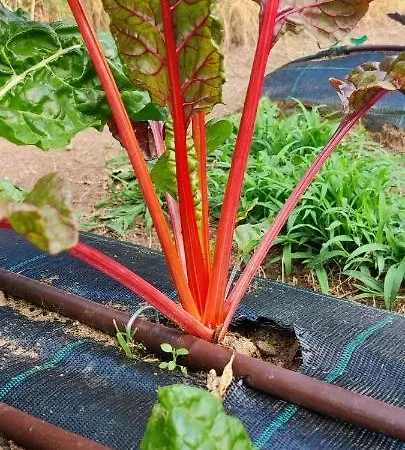 Kro Locanda Il Pomo D'oro Torre Pellice