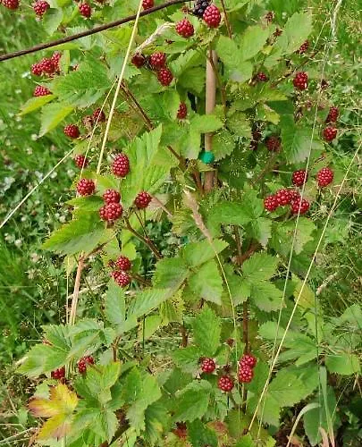 Locanda Il Pomo D'oro イン トッレ・ペッリチェ