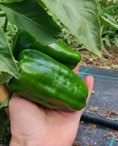 イン Locanda Il Pomo D'oro *