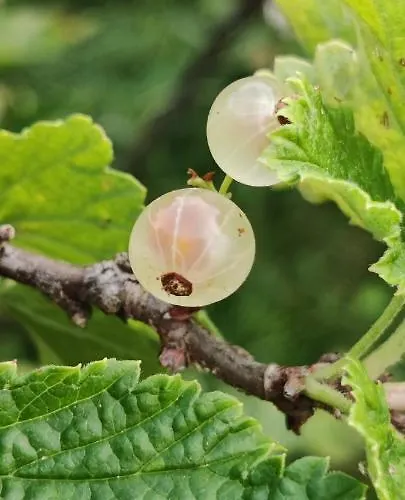 Locanda Il Pomo D'oro トッレ・ペッリチェ