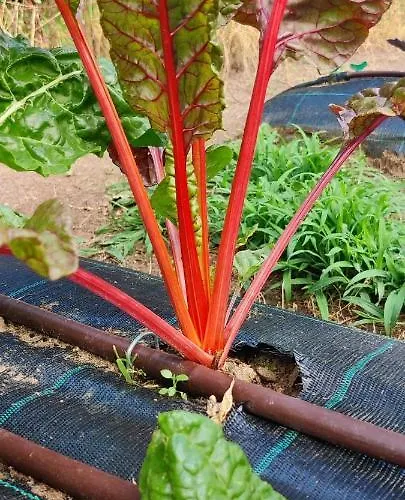 イン Locanda Il Pomo D'oro トッレ・ペッリチェ